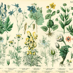 1885 Ancolie Aconit Clematis Anemon pulsa Renoncule Planr Ancient Medicinal Plant Botanical Poster 150 años de edad.