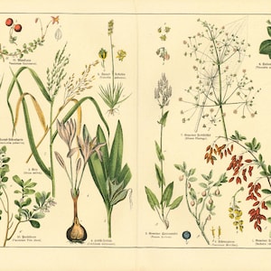1869 Colchicum Crocus Berberis Alisma plantago Sauerampfer Rumex Reis Vaccinium Blaubeerfrucht Heilpflanze Original Botanischer Teller