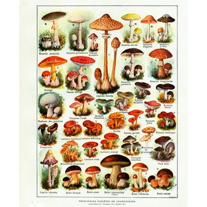 1922 SETAS venenosas comestibles Antigua PLACA BOTÁNICA ilustración Gran Formato Larousse, Placa original