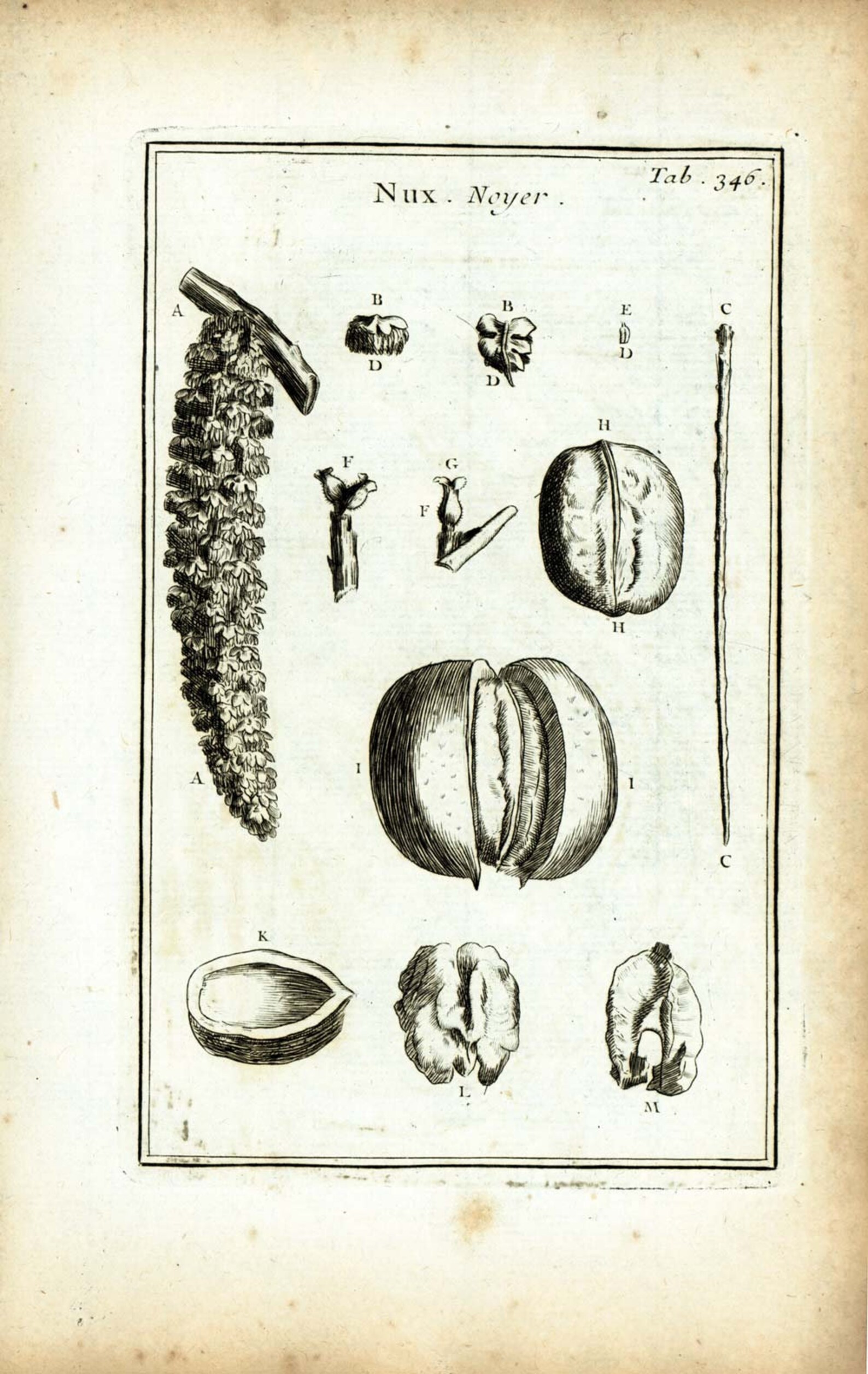 1797 Walnut Catkins Hardwood Trees Botanical Print Original Etsy