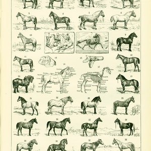 1897 Horse Harness Plow Horses Large Size illustration framing 115 years old original Larousse print french antique
