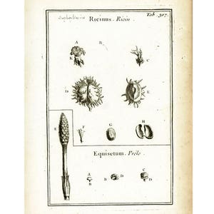 1797 Antique Horsetail Print Castor Oil Plant CastorBean Botanical Wall Art Home Decor