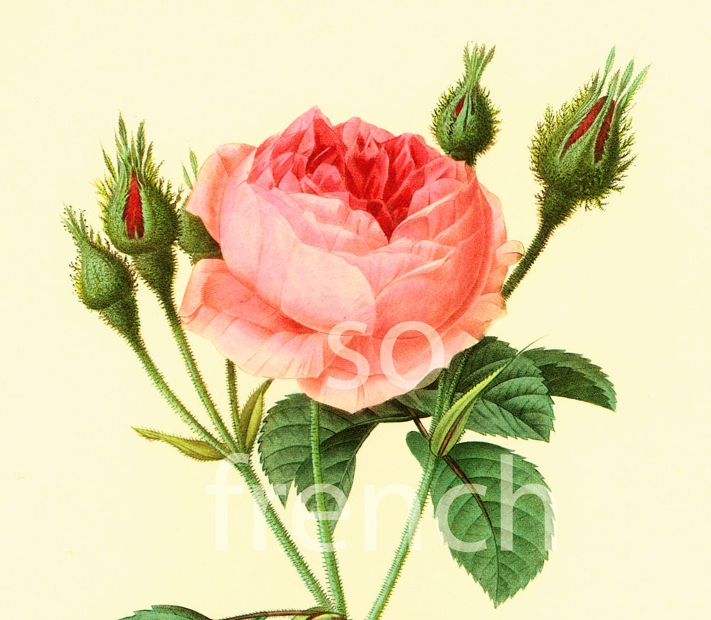 Rosa Muscosa Large Size Botanical print REDOUTE FLOWERS Pink | Etsy