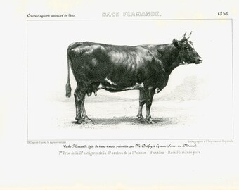 1856 Flamande Cattle France Bull Antique Cow Breeds Print Cattle Farming Cow Bull breeds identification chart Farm Decor
