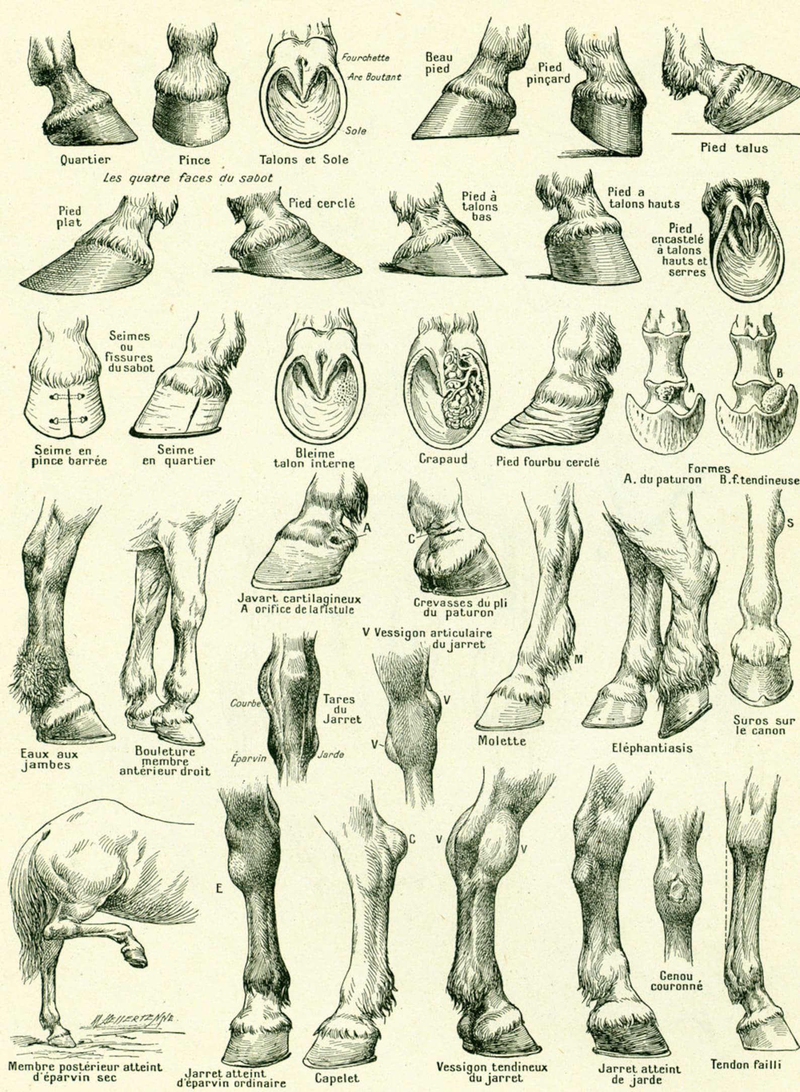 1922 Antique Anatomy Print Horse Hoof Horse Identification Etsy