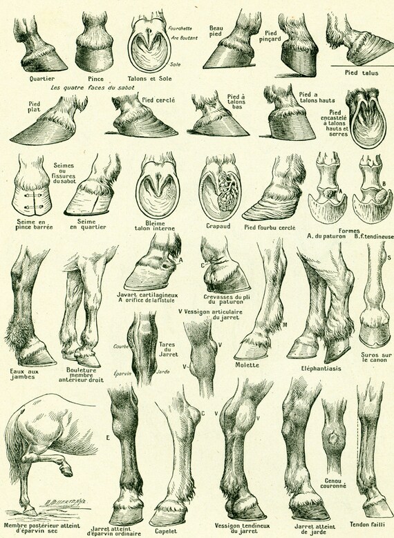 Horse Identification Chart