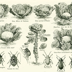 1922 oude scala aan ziekten, pieris, kool, vlo kever, snowboarden plantkunde Entomologique, illustratie Grand Format Larousse