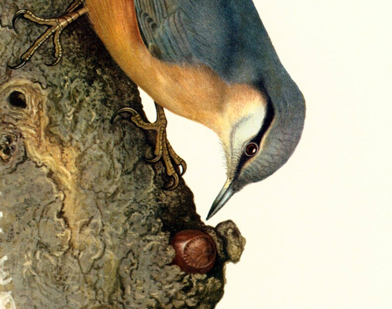 1969 wood nuthatch Sitta europaea print, Vintage Alpine Mountain Bird Print, Ornithology, nature wall art image 4