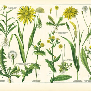 1869 Paardebloem Leeuwentand taraxacum, Tragopogon Schorseneer Scorzonera Sonchus Zaaidistel Wilde groentesalade Oude Botanische Plaat