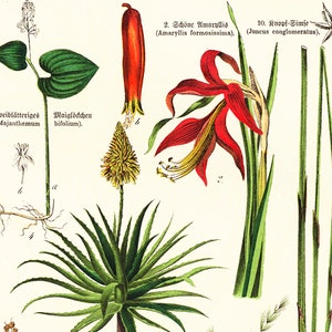 1869 Antique Aloe arborescens Asparagus Sparrow Grass Rushes Dracaena Medicinal Plant Lithograph Orignal Print poster Identication chart image 5