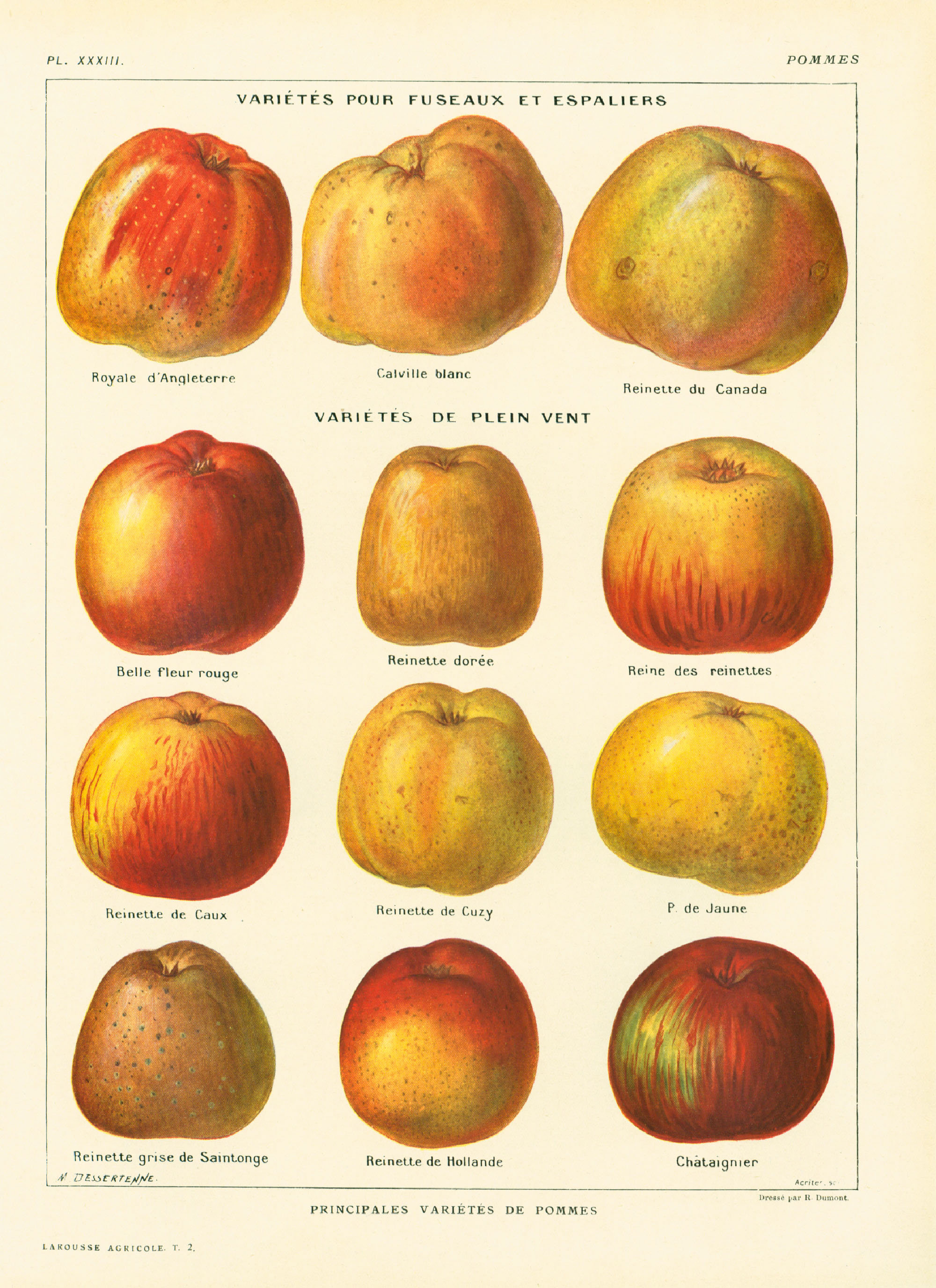 1922 Antique Apple Print, Apple Wall Art Vintage Lithograph Fruit Decor  Illustration Larousse - Etsy Israel, image size:2000x2751