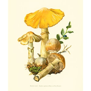 1962 Rozite arrugado Pholiote Cortinarius caperatus CortinaireOriginal Plate Mushroom. Botánico. Micológico.
