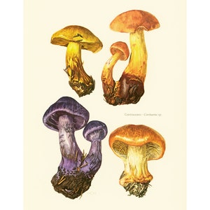 May include: A vintage botanical illustration of four different types of mushrooms. The mushrooms are depicted in various colors, including purple, yellow, and orange. The illustration is labeled "Cortinaires - Cortinarius sp."