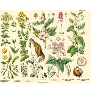 1885 Hypericum Sint Janskruid Cacao Cacaoboom Thee Malva Malvaceae, Originele Botanische Plaat, Fytotherapie Medische Flora
