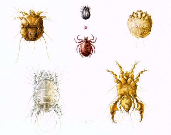 Mite Identification Chart