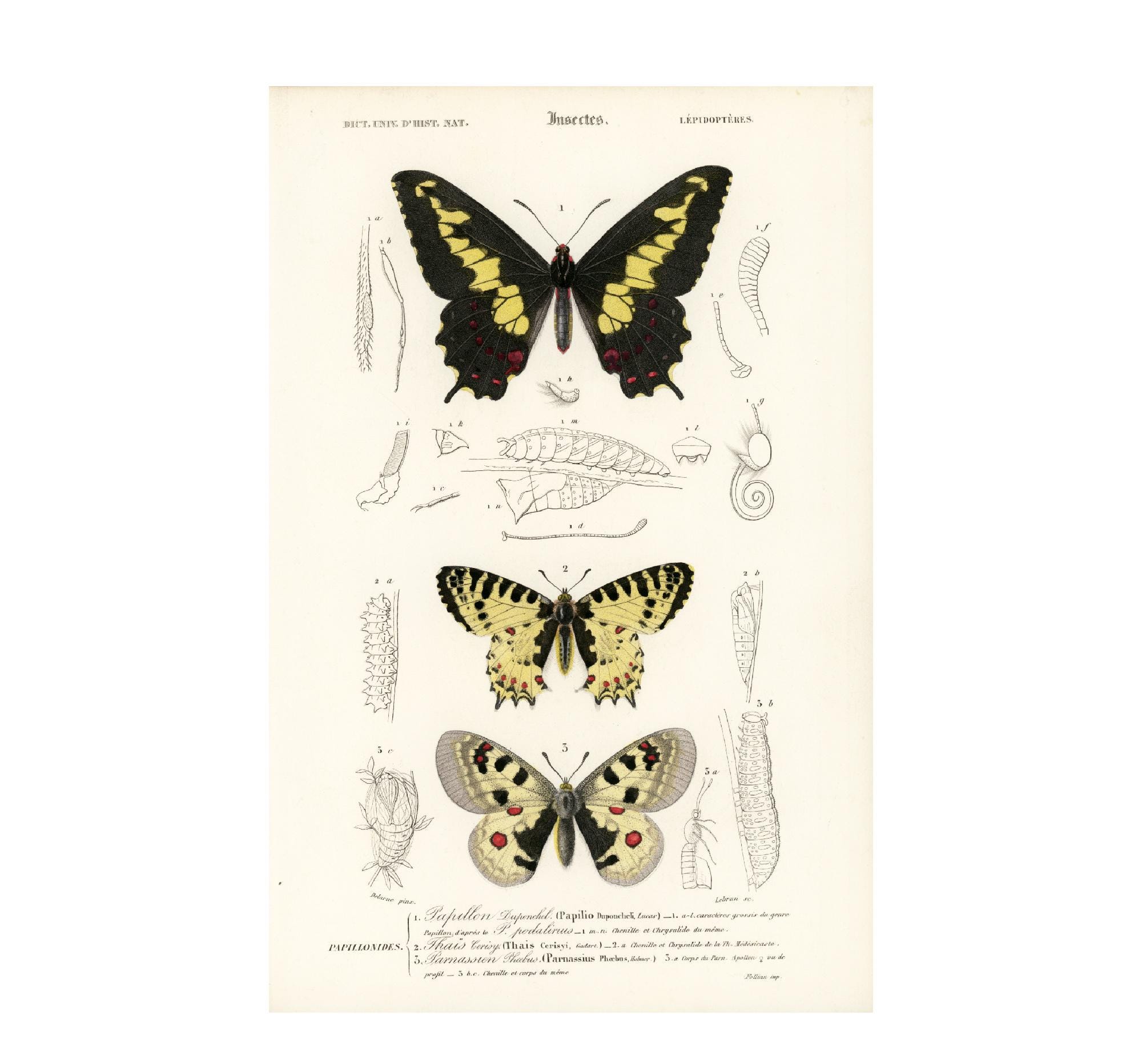 1861年 ウスバカゲロウ、アポロ蝶とその幼虫、成虫、アンティーク彫刻