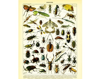 1900 Insect Antique Print Larousse Dragonfly Praying Mantis Entomology Large Size 115 Years Old  Wall Art