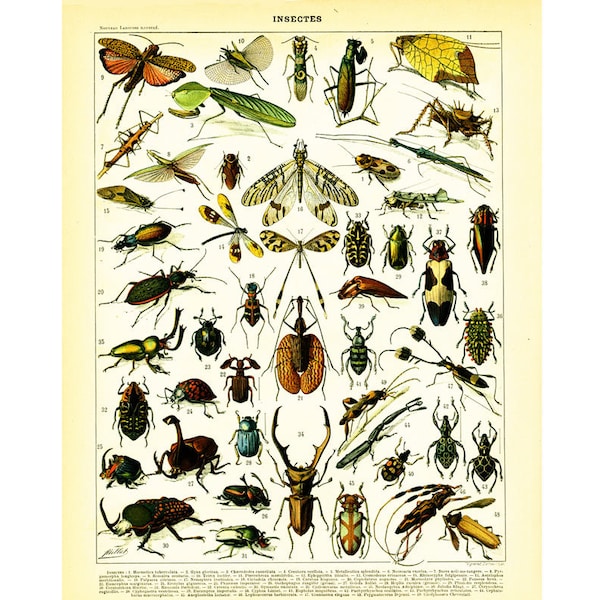 1897 Insectes Planche Originale Libellule Mante Religieuse Nouveau Larousse illustré Grand Format Illustration  115 ans d'âge