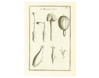 1787 Stempelblume Mohn Papaver sommiferum Mohn, Originalgravur Botanische Elemente Tournefort, Pflanzenphysiologie.