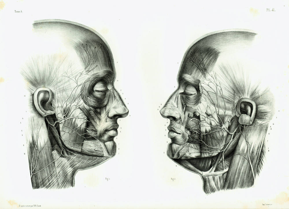 Vintage Medical Horse Head Skull Anatomy Illustration Real Canvas Art Print New