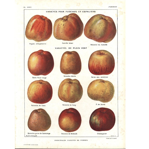 1922 Variétés de POMMES ANCIENNES, Planche Originale Botanique, illustration Grand Format, decor cuisine vintage Larousse