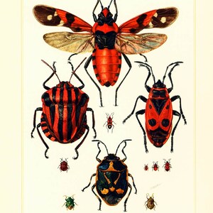 Ecuyère-kever uit 1960. Soldaat. Insectenillustratie. Origineel Entomologie-identificatieplaatje.