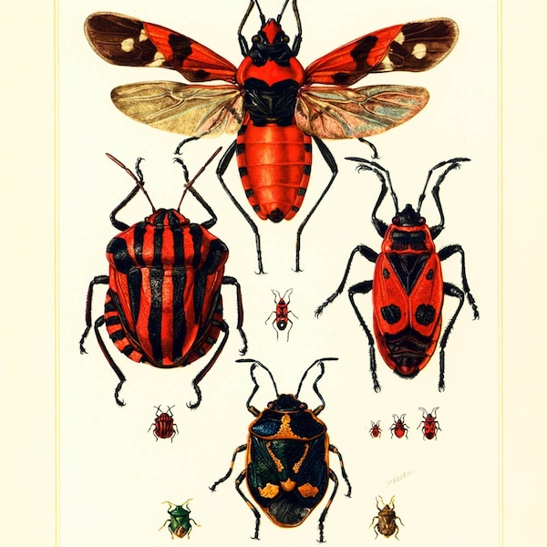 1960 Punaise Ecuyère. Soldat. Illustration Insecte. Planche Identification Originale Entomologie.