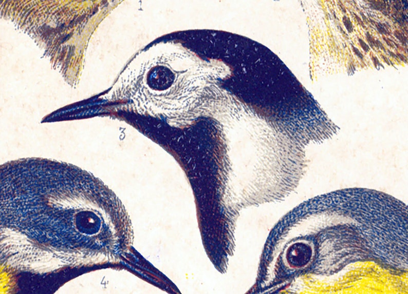 1890 Wagtail Wheatear Pipit Beak Feather Natural History Antique Bird Chart Print Ornithology Wall Art Art Collectibles Prints Efp Osteology Org