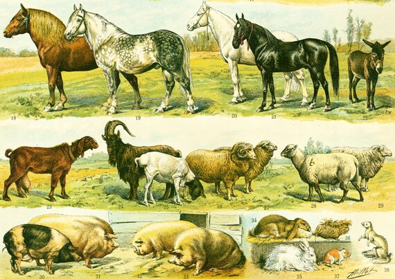 1897 Vache Cheval Mouton Porc Chien Chat Chèvre Animal Domestique Planche Illustrée Larousse Grand Format Ancienne 115 Ans Dage