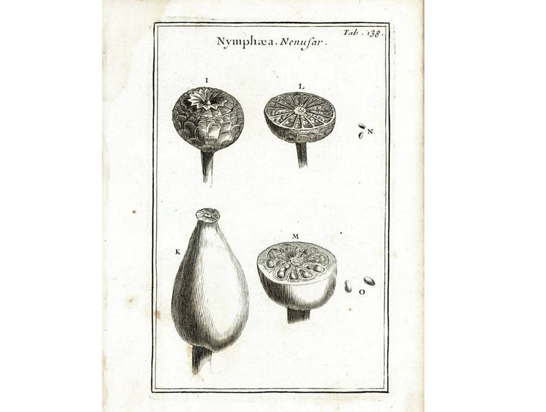 1797 Authentic Antique Water Lilies Aquatic Plants Wildflower Print Botanical Natural History Wall Art Home Decor