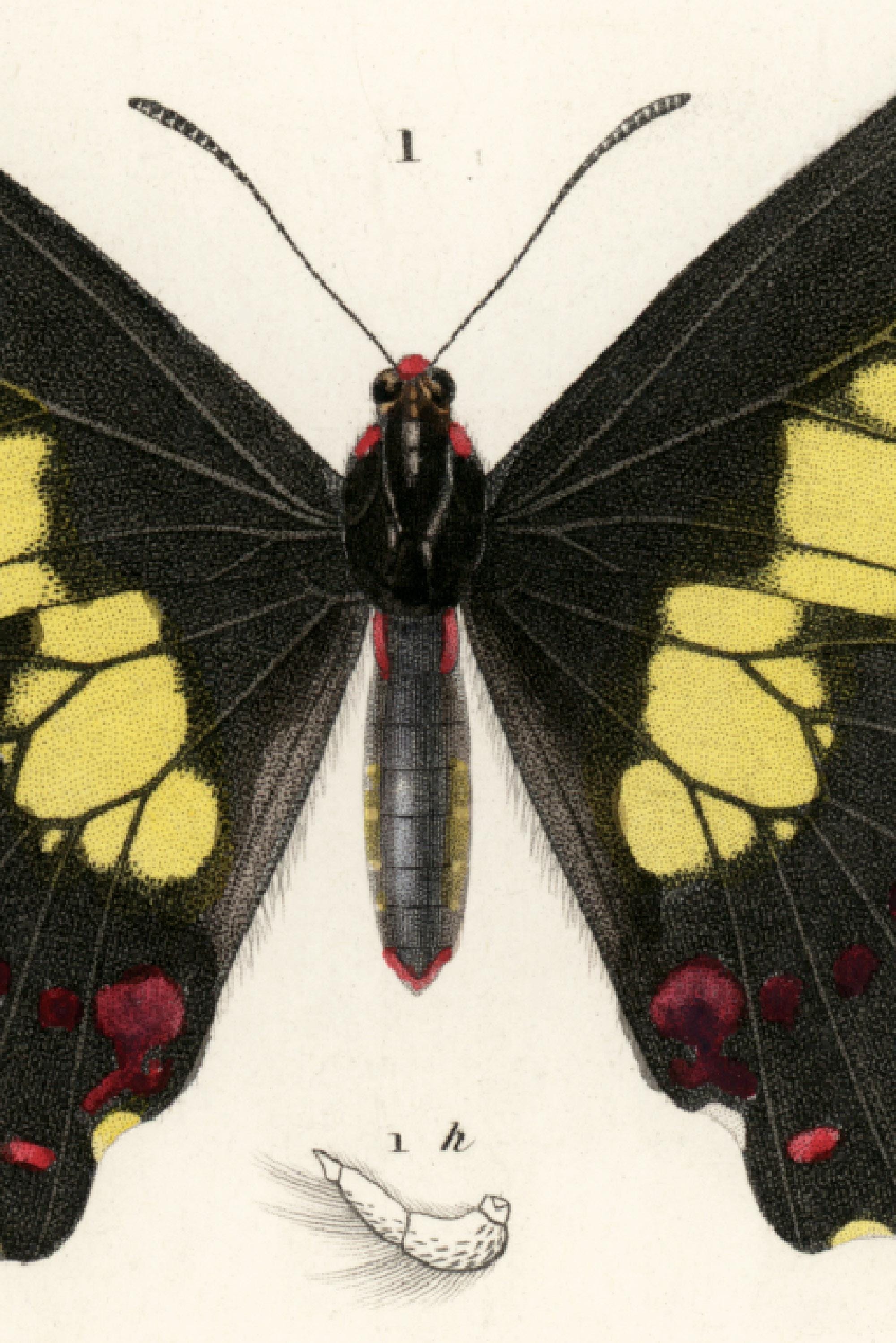 1861年 ウスバカゲロウ、アポロ蝶とその幼虫、成虫、アンティーク彫刻