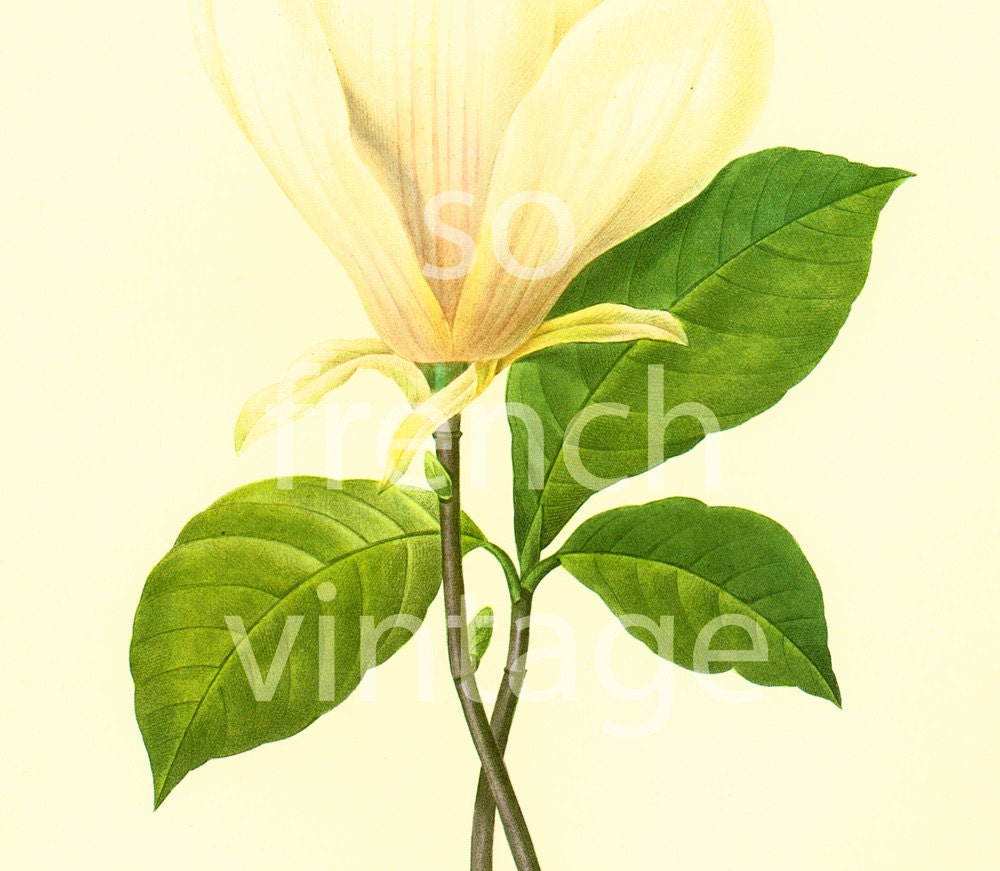 Saucer Magnolia Large Size Illustration Pierre Joseph Redoute Etsy