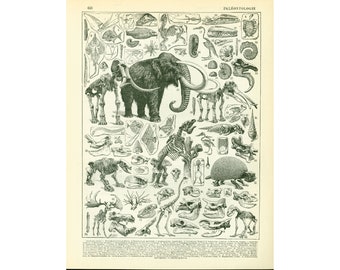 1897 Paleontology Fossils Animals Carnivorous Mammoth Antique Large Size illustration Original Larousse Print