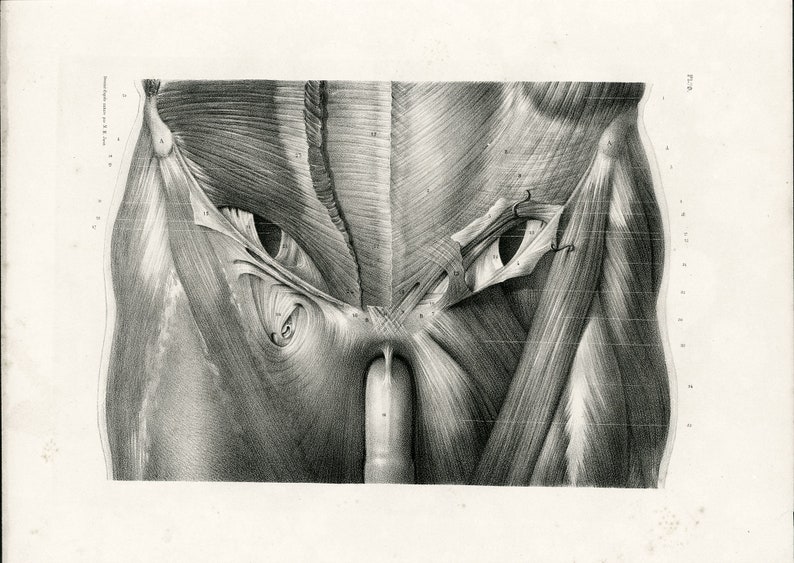 1831 Muscles Pubis Perineum Male Female Antique Anatomy | Etsy