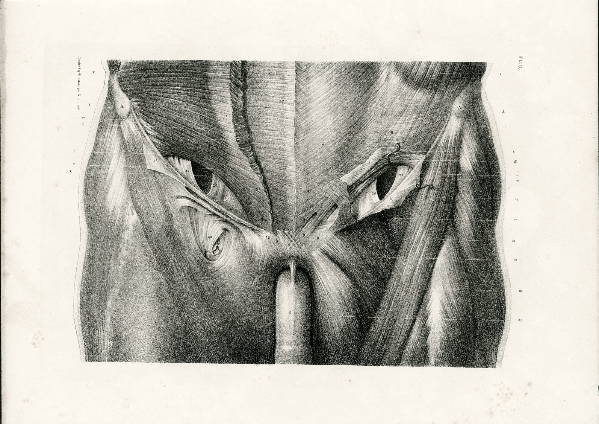 1831 Muscles Pubis Perineum Male Female Antique Anatomy | Etsy