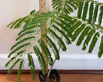 Royal Poinciana Tree -  LARGE SIZE 9” - 15” tall