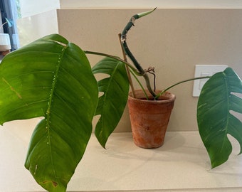 Epipremnum Pinnatum Albo Reverted Large Leaves Live Plant