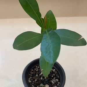 Calophyllum Inophyllum Tree Live Plant