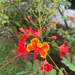 Dwarf Poinciana Red Peacock Flower Tree Plant Caesalpinia pulcherrima Tropical Seedling