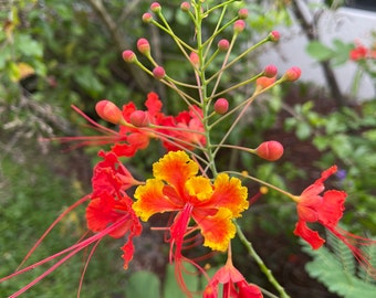 Dwarf Poinciana Red Peacock Flower Tree Plant Caesalpinia pulcherrima Tropical Seedling