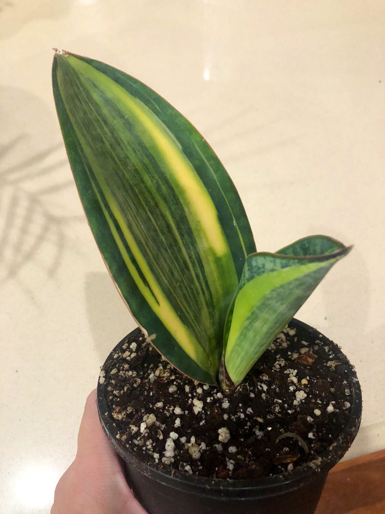 Variegated Whale Fin Snake Plant Sansevieria Actual Plant Etsy