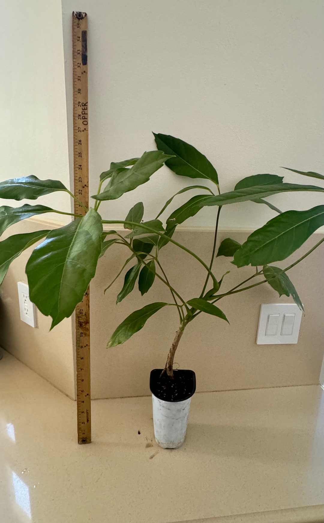 Schefflera Amate Australian Umbrella Tree LARGE Live Plant - Etsy