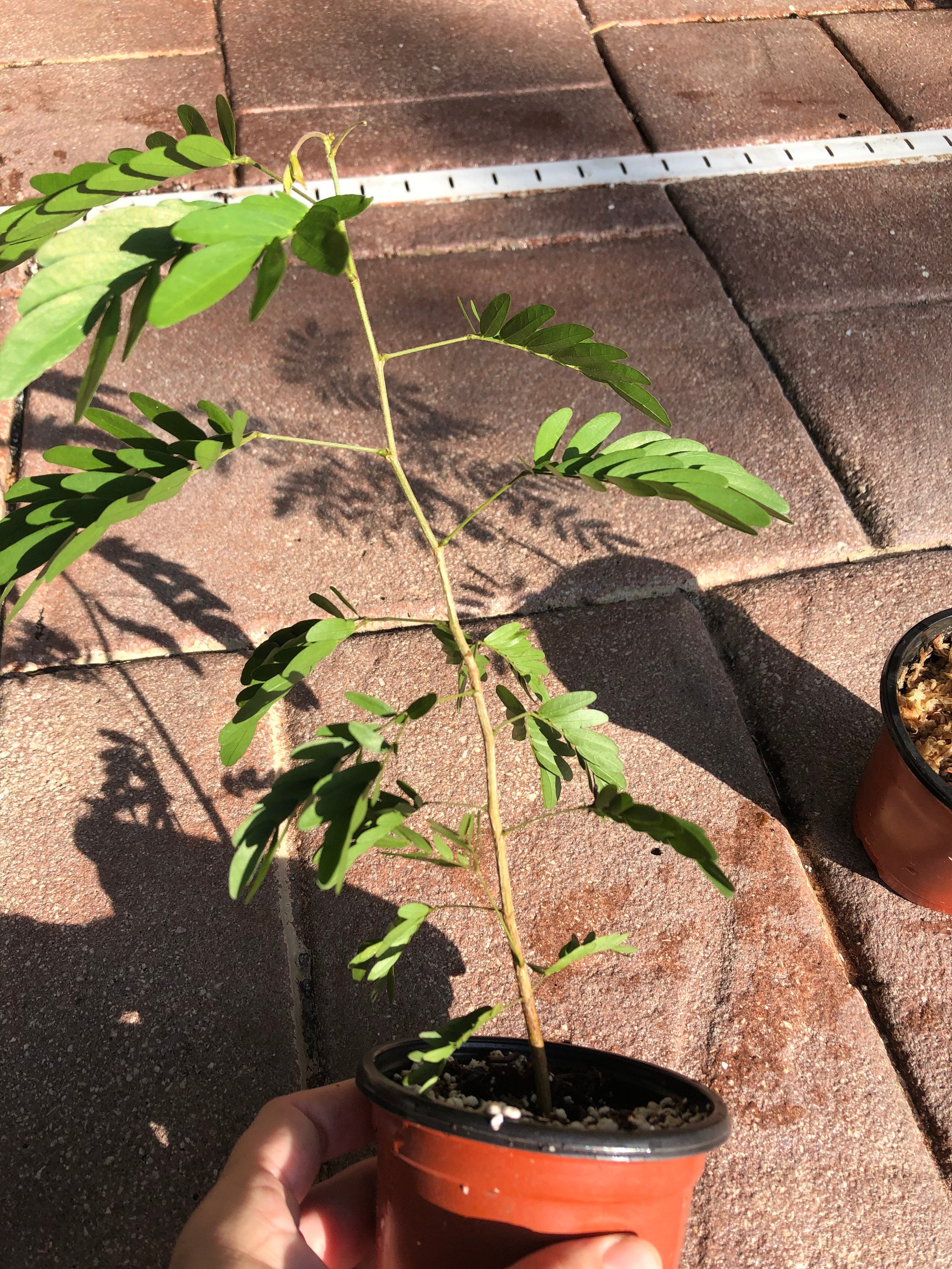 Powder Puff Pink Seedling Surinamensis Etsy