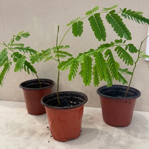 Royal poinciana tree seedling