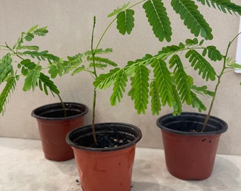 Royal poinciana tree seedling