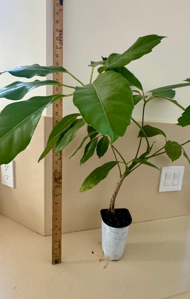 WelcomeSplendor Schefflera Amate Umbrella Tree