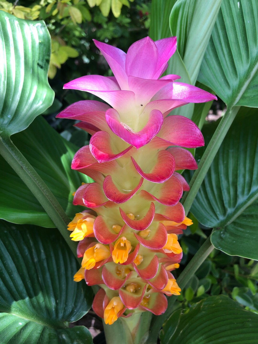 Orange Torch Ginger Live Plant Seedling Etsy
