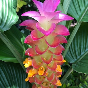 Orange Torch Ginger Live Plant Seedling Curcuma Aurantiaca
