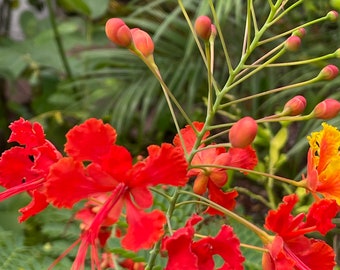 Dwarf Poinciana Red Peacock Flower Tree SEEDLING Plant Caesalpinia