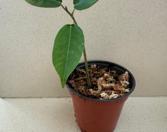 Jatropha Peregrina Starter Live Plant